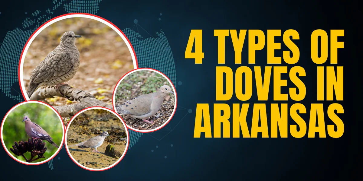 4 types of Doves in Arkansas