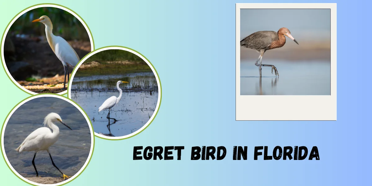 Egret Habitats in Florida