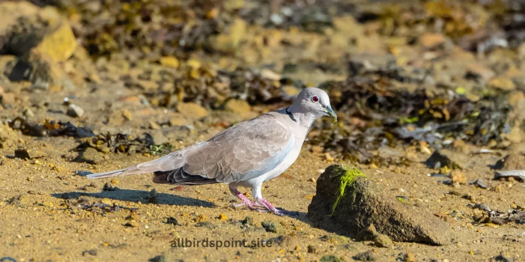 Eurasian Collared-Dove 