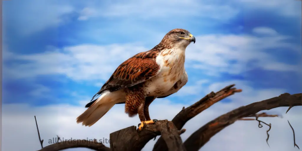 Ferruginous Hawk