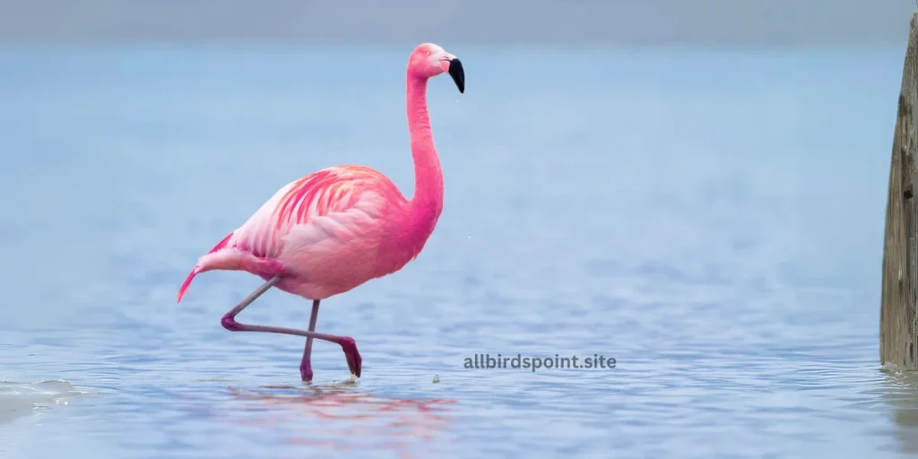 Flamingo, Pink Birds