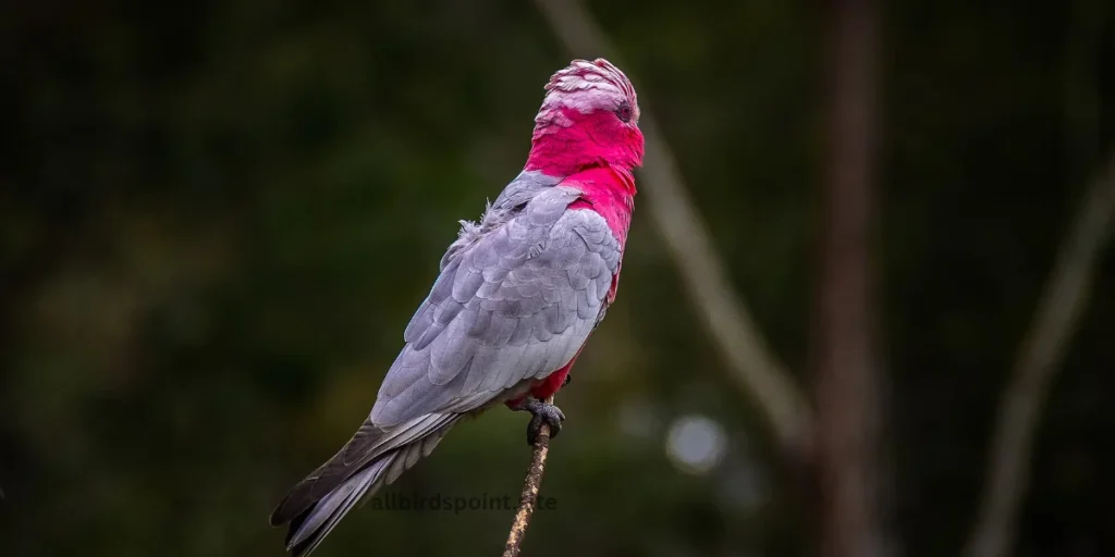 Galah