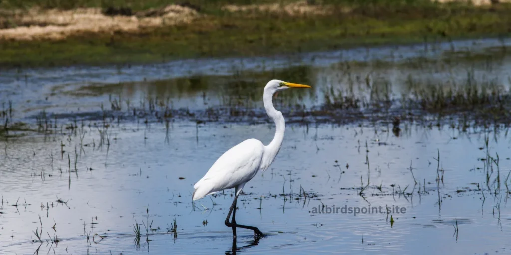 Great Egret