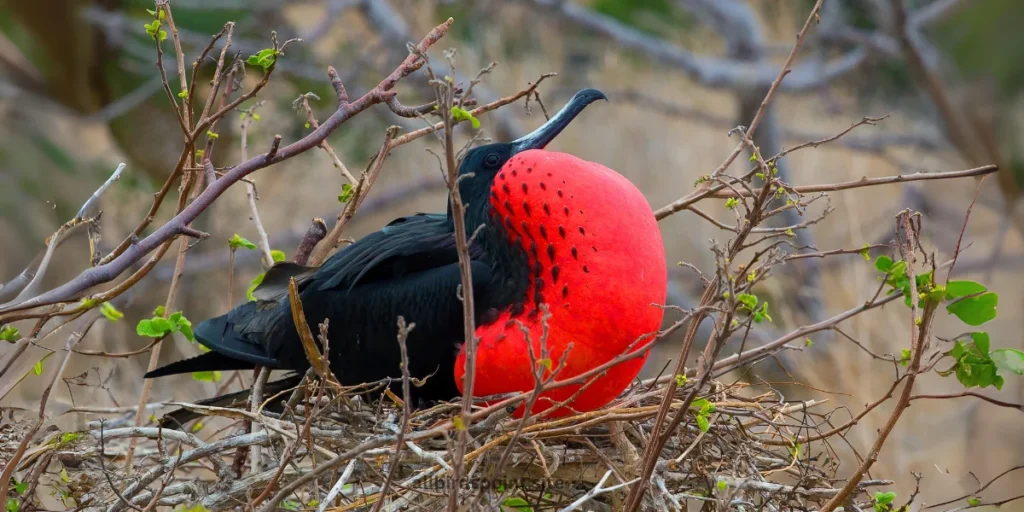 Great Frigatebird