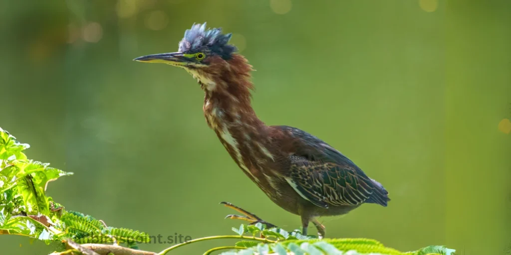 Green Heron