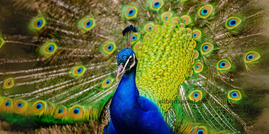 Green Peafowl 