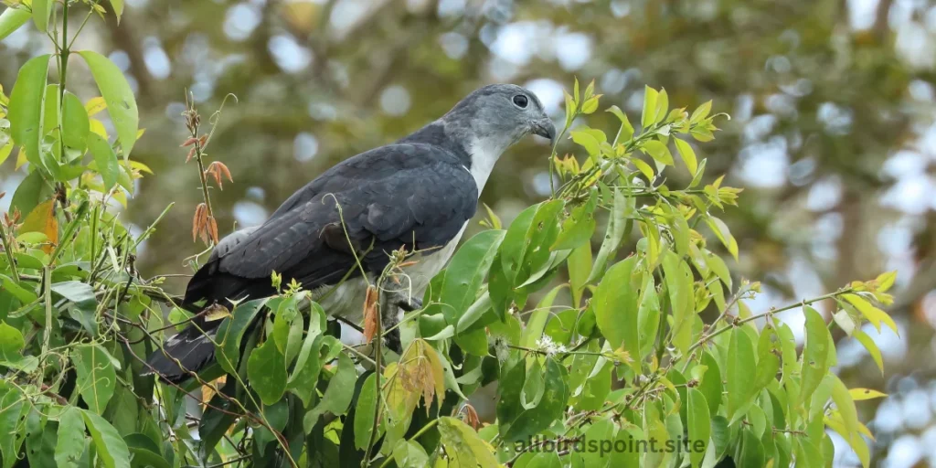 Grey-headed Kite