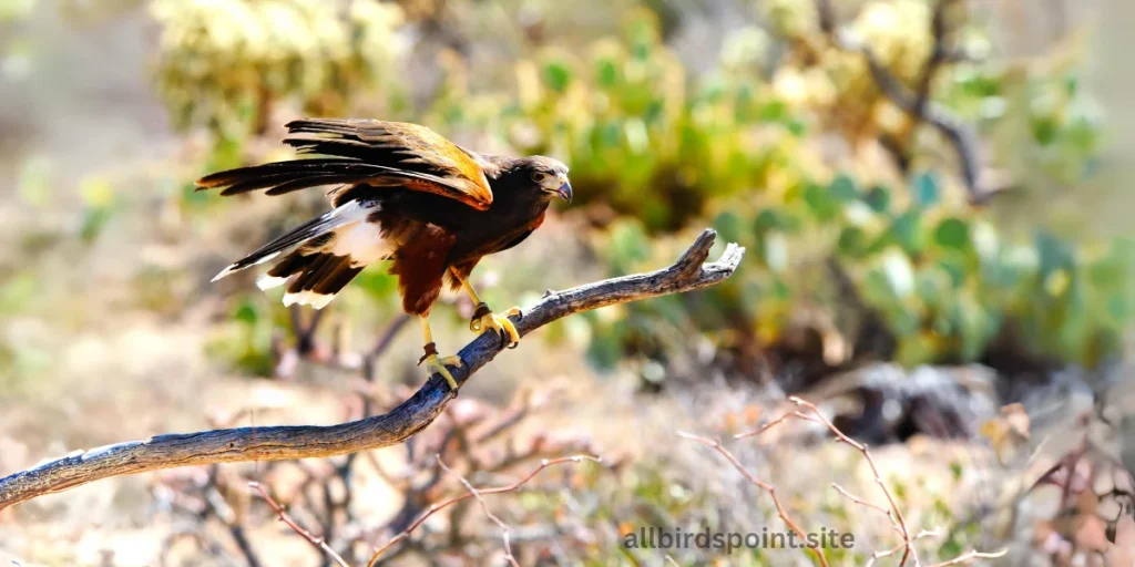 Harris’s Hawk