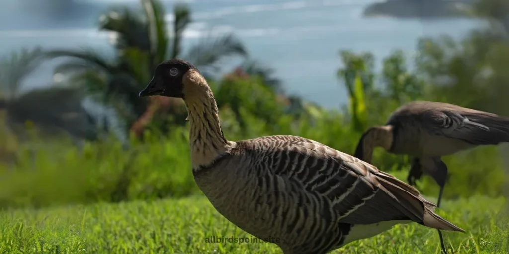 Hawaiian Duck (Koloa)