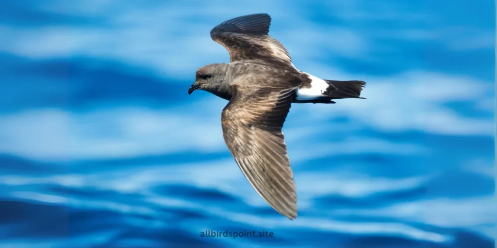 Hawaiian Petrel