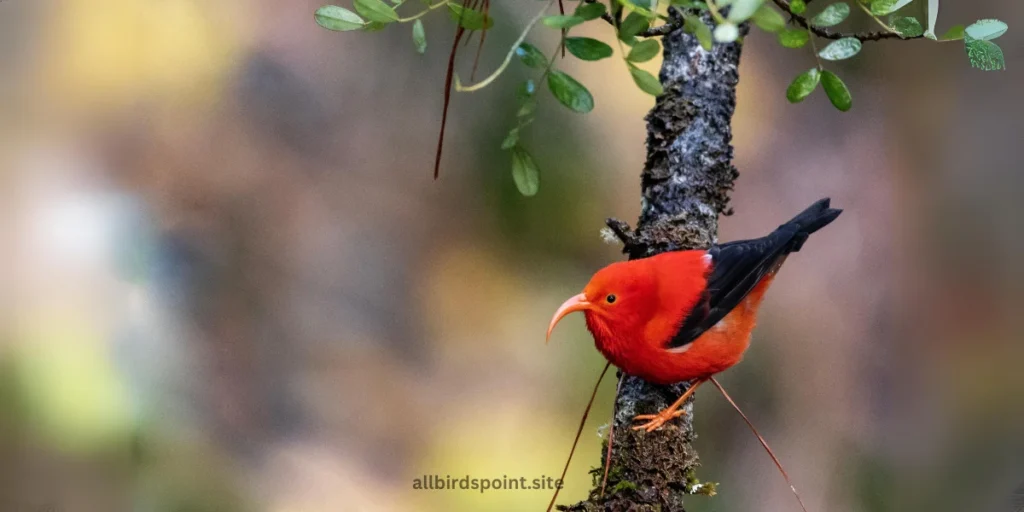 Iiwi (Scarlet Honeycreeper)