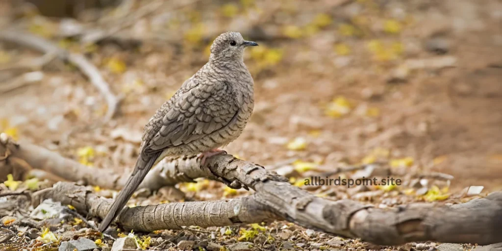 Inca Dove 