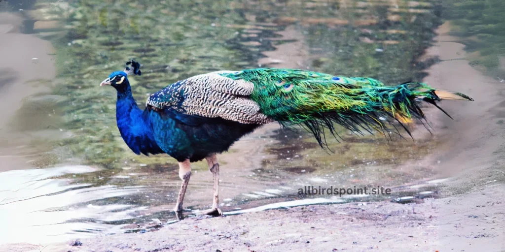 Indian Peafowl