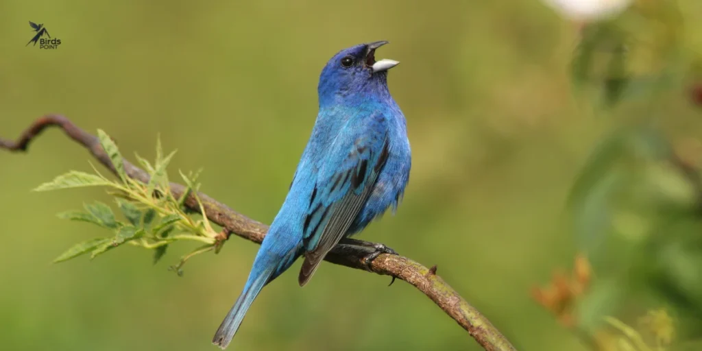 Indigo Bunting photo 