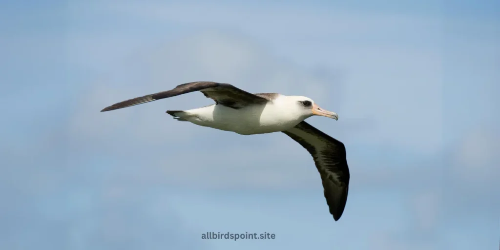 Laysan Albatross