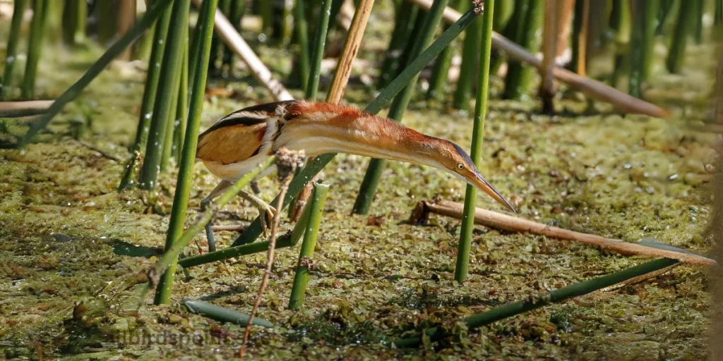 Least Bittern