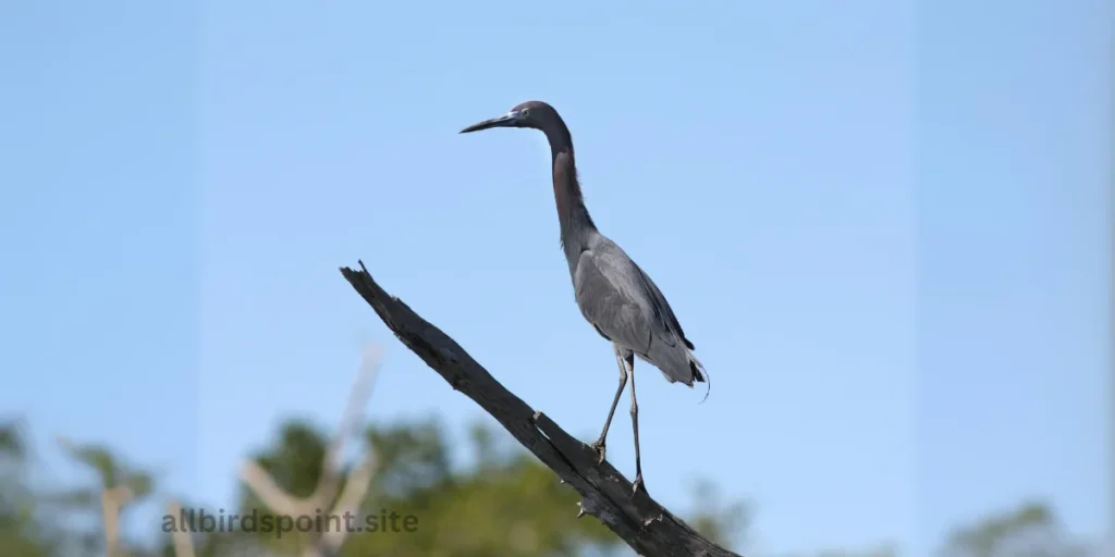 Little Blue Heron