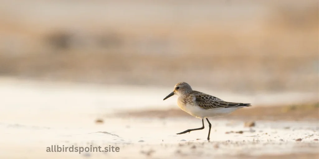 Little Stint