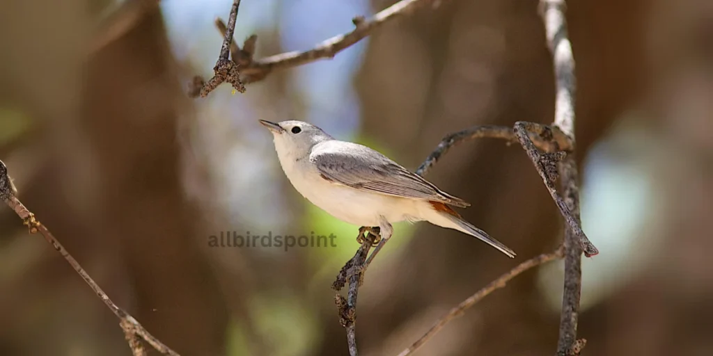 Lucy’s Warbler