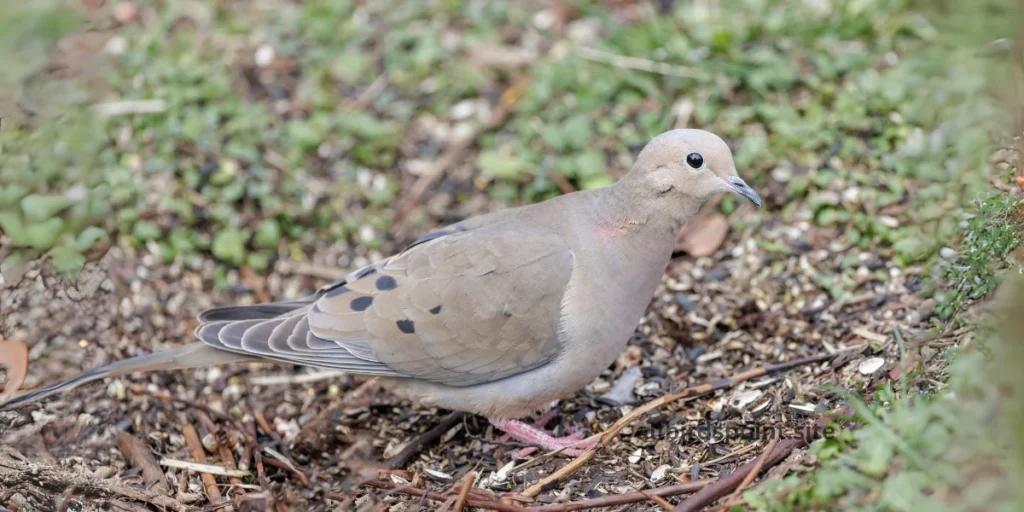 Mourning Dove