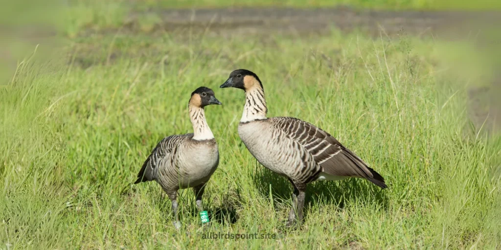 Nene (Hawaiian Goose)