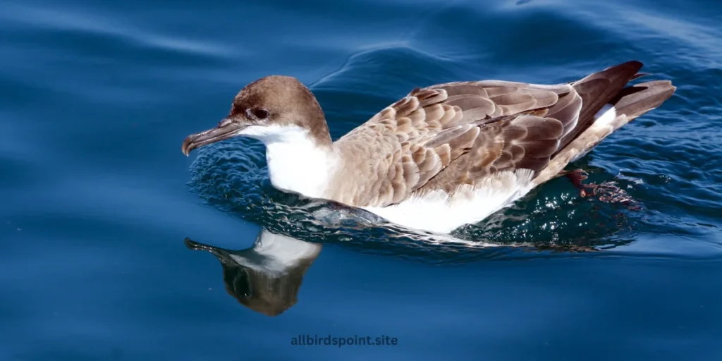 Newell’s Shearwater