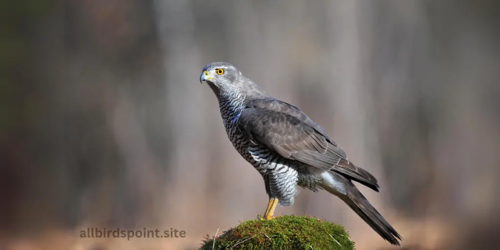 Northern Goshawk