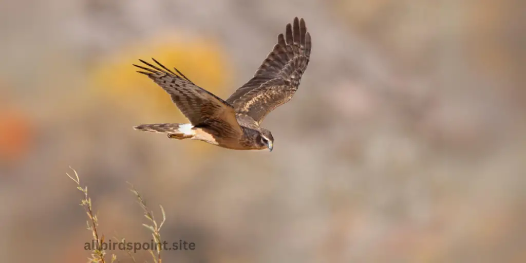 Northern Harrier