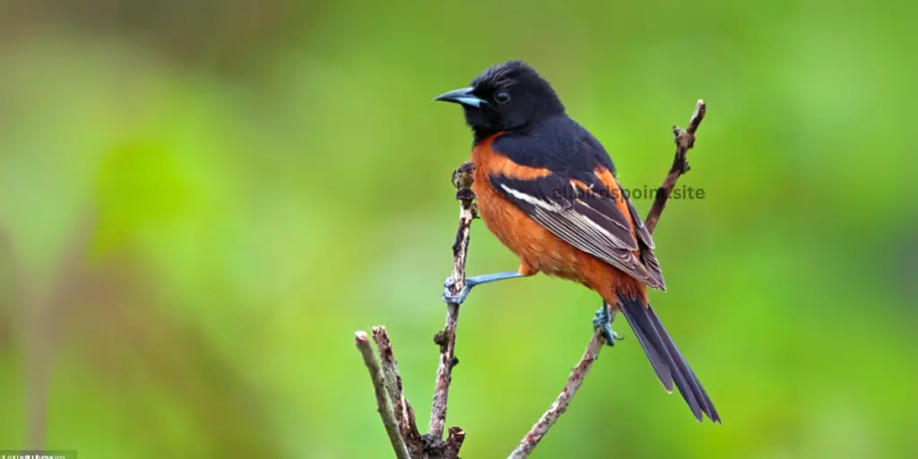 Orchard Oriole