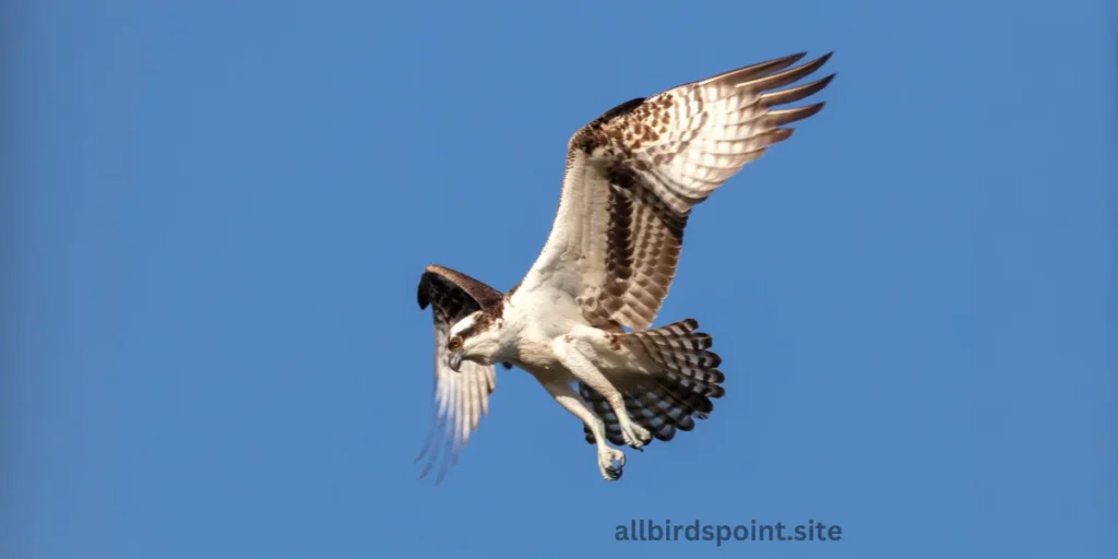 Osprey