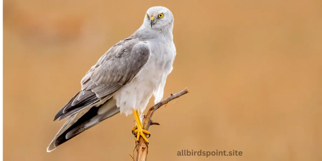 Pallid Harrier