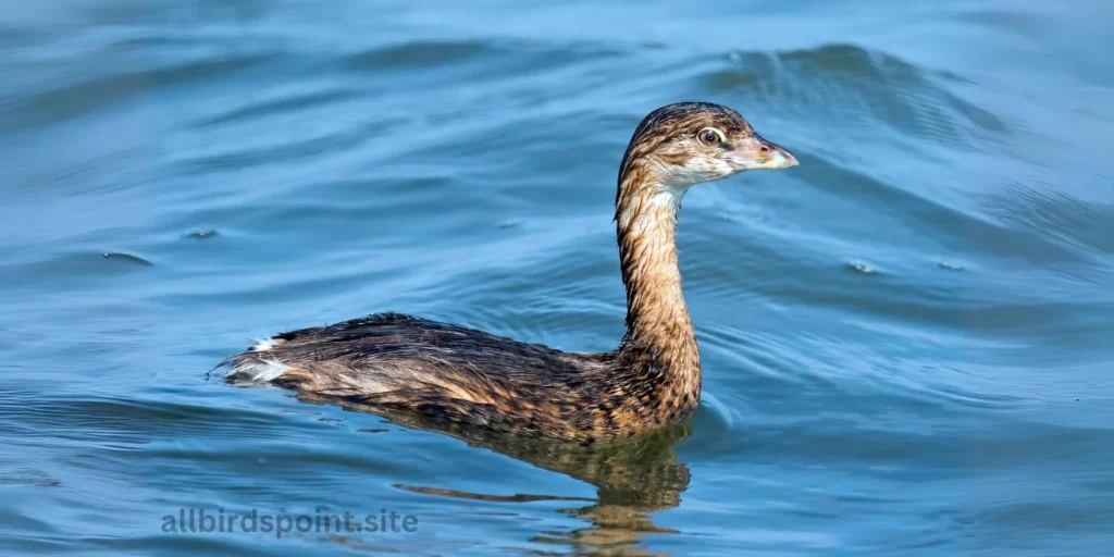 Pied-billed Grebe