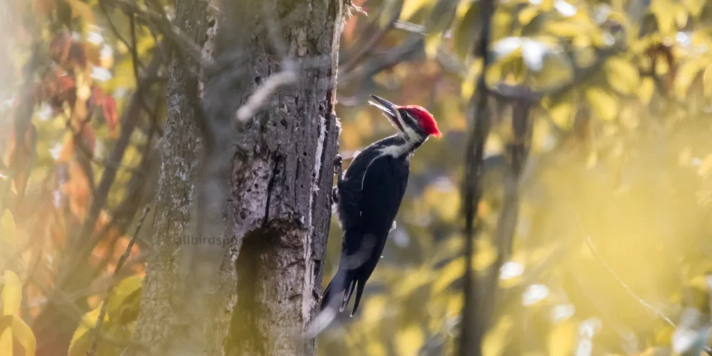 Pileated Woodpecker