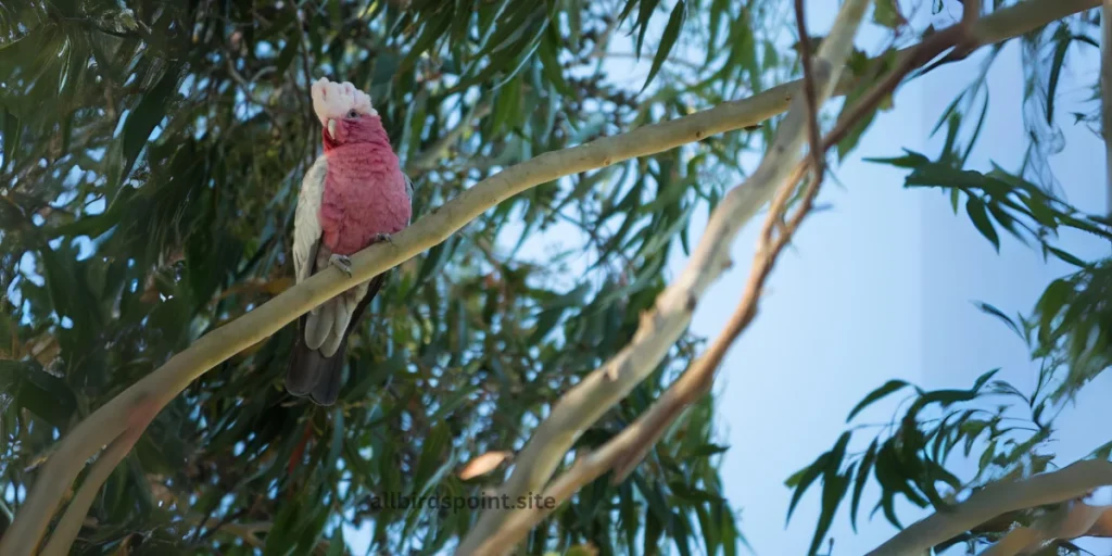 Pink Cockatoo