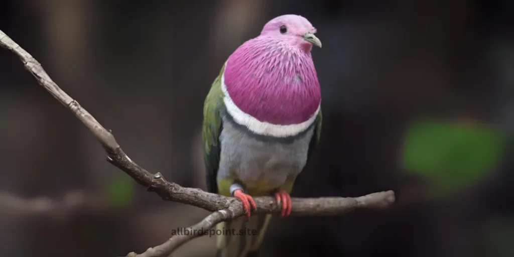 Pink-headed Fruit Dove