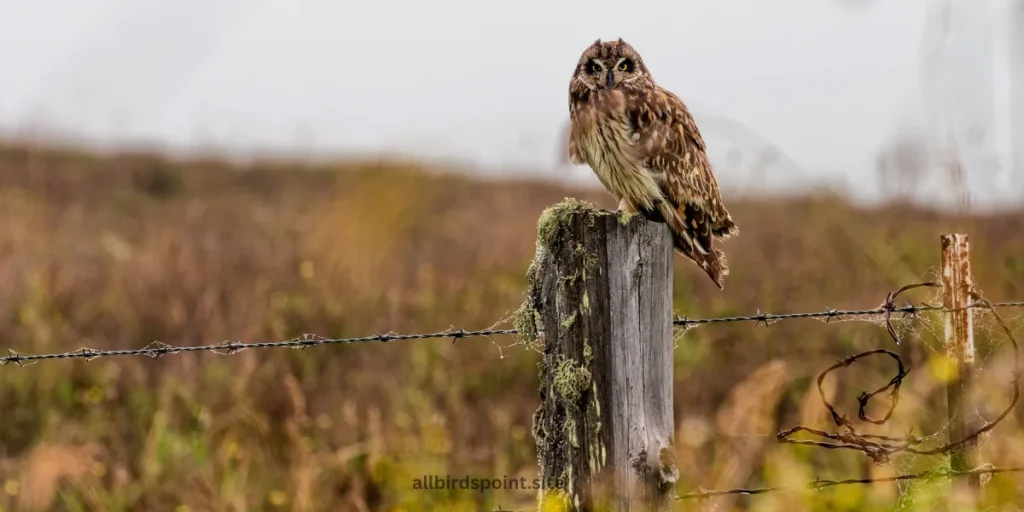 Pueo (Hawaiian Short-Eared Owl)