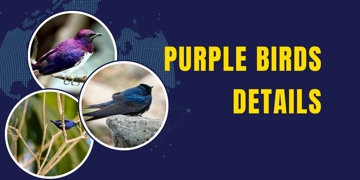 Purple Bird