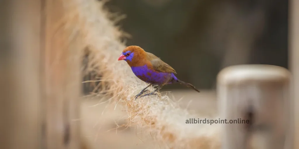 Purple Grenadier