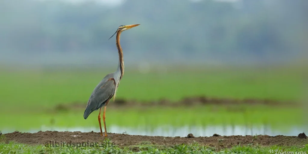 Purple Heron