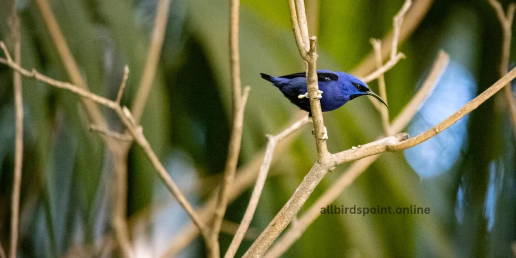 Purple Honeycreeper