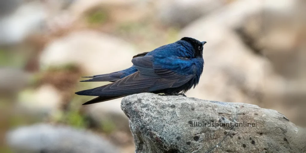 Purple Martin