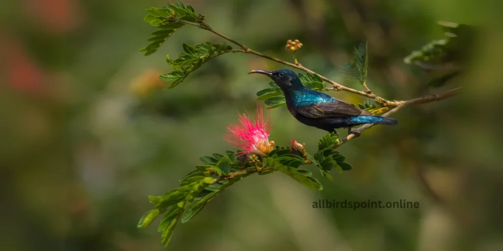 Purple Sunbird