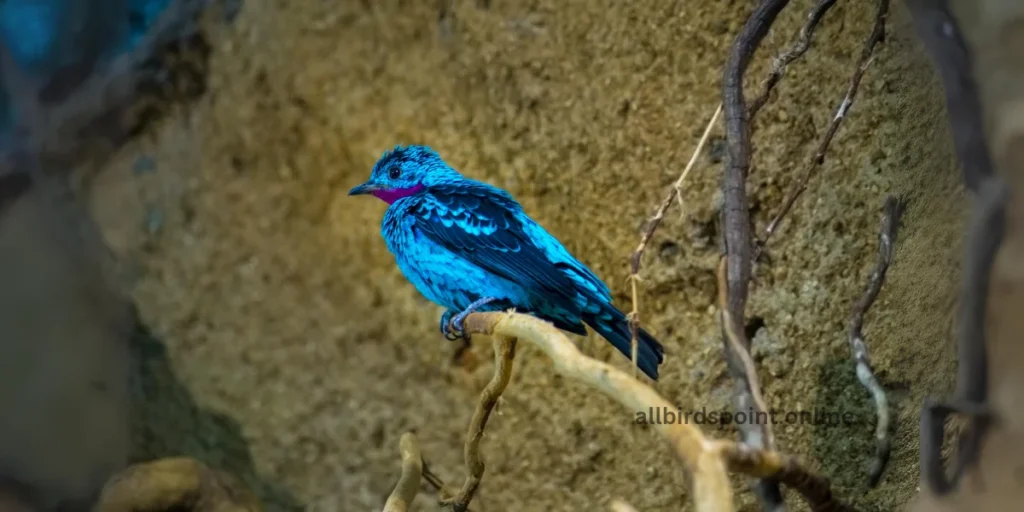 Purple-breasted Cotinga