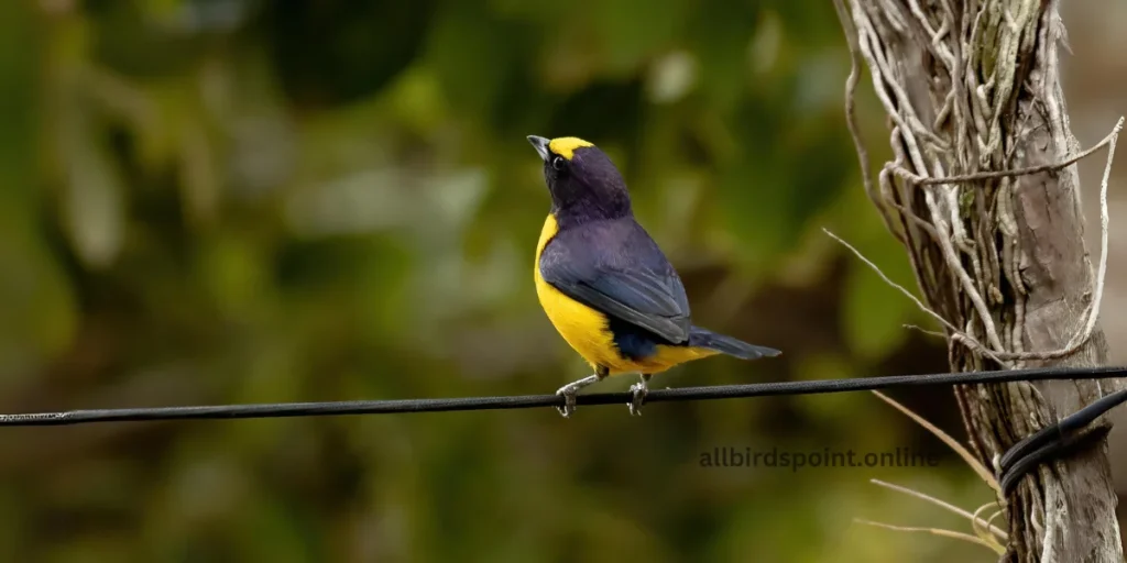 Purple-throated Euphonia