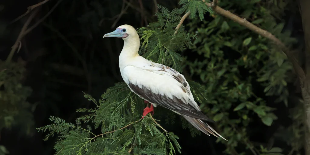 Red-Footed Booby