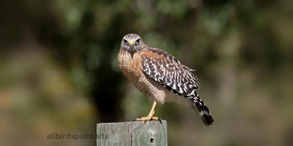 Red-Shouldered Hawk