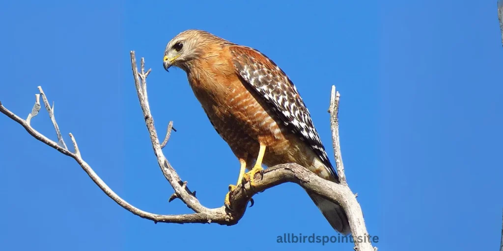 Red-shouldered Hawk (Buteo lineatus)