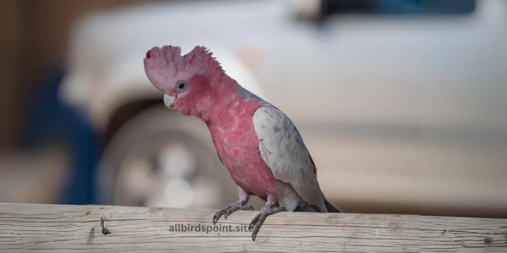 Rose-breasted Cockatoo