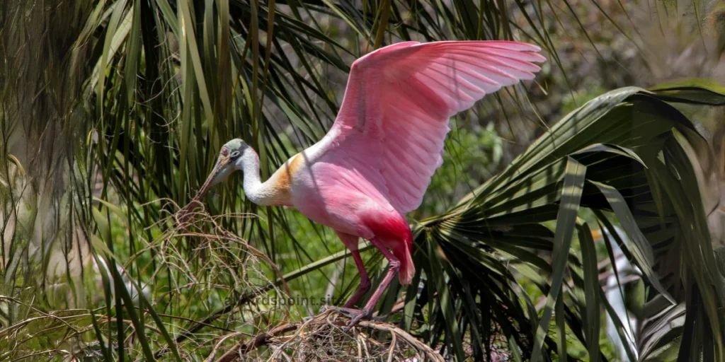 Roseate Spoonbill