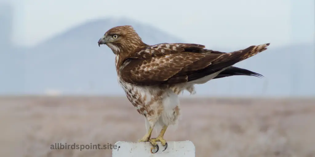 Rough-Legged Hawk